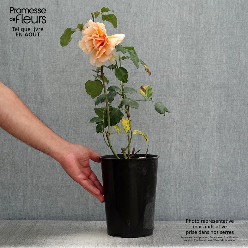 Esemplare di Rosa Just Joey Vaso da 4L/5L consegnato in estate