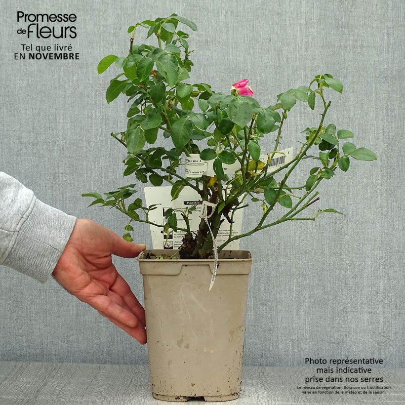 Esemplare di Rosa La Rose de Molinard Vaso da 4L/5L come consegnato in autunno