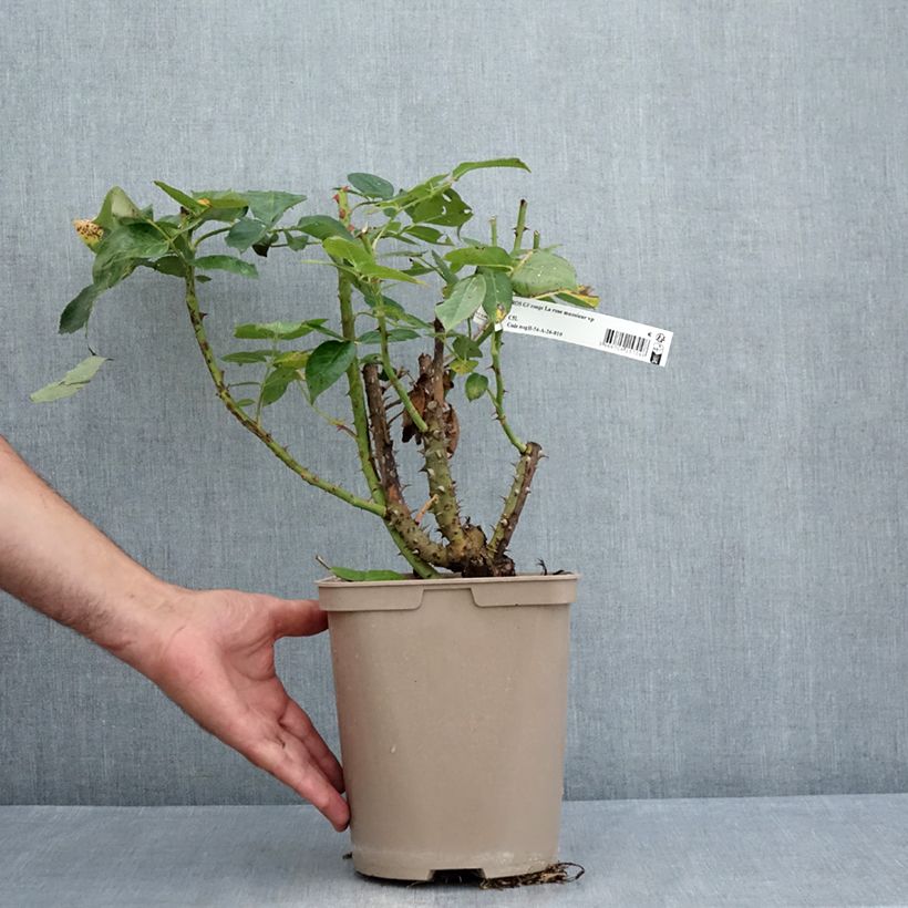 Esemplare di Rosa La rose Monsieur Vaso da 4L/5L consegnato in estate
