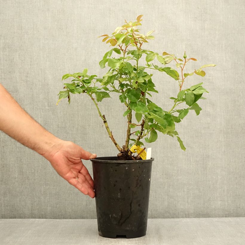Esemplare di Rosa Les Années Folles Bobino Vaso da 4L/5L consegnato in estate