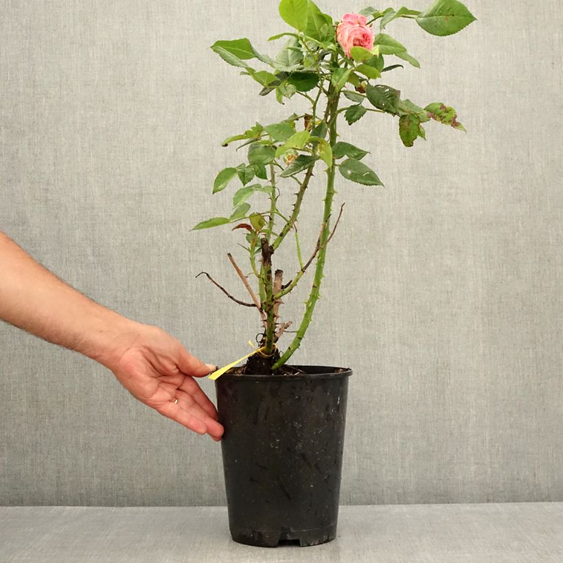 Esemplare di Rosa Les Années Folles Fox Trot Vaso da 4L/5L consegnato in estate