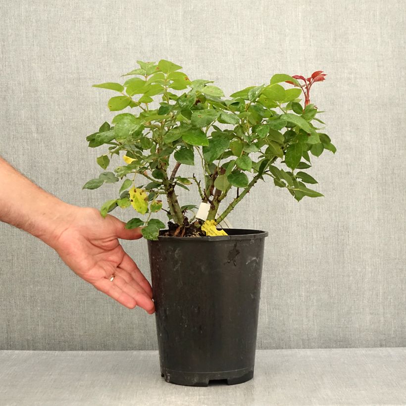 Esemplare di Rosa Les Années Folles La Garçonne Vaso da 4L/5L consegnato in estate