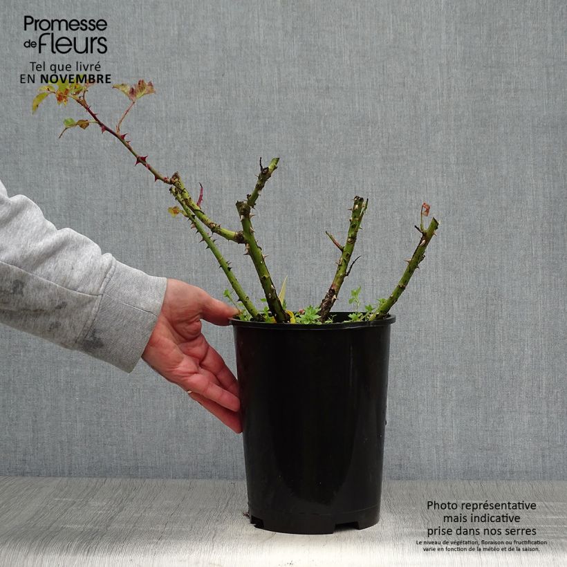 Esemplare di Rosa Les Années Folles La Rotonde Vaso da 4L/5L come consegnato in autunno