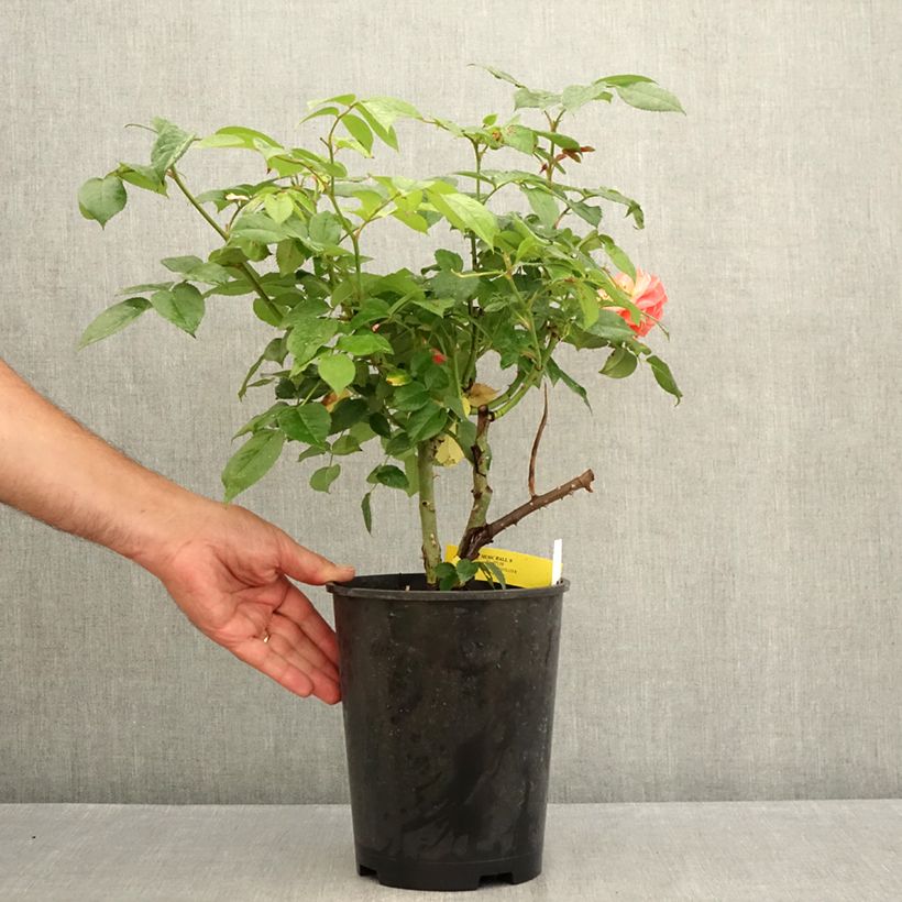 Esemplare di Rosa Les Années Folles Music Hall Vaso da 4L/5L consegnato in estate