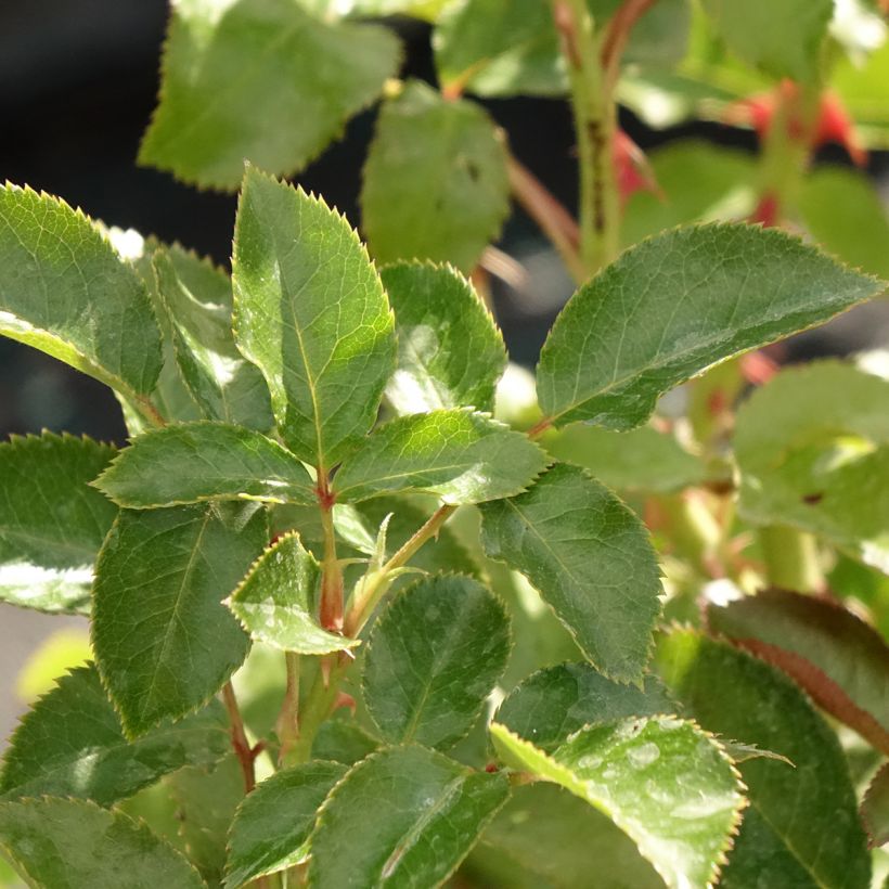 Rosa Macha Meril - Rose ibrida di tea (Fogliame)
