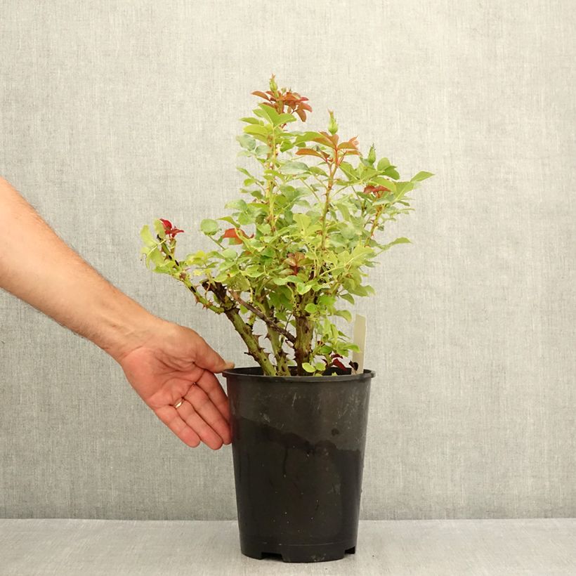 Esemplare di Rosa Macha Meril - Rose ibrida di tea Vaso da 4L/5L consegnato in estate