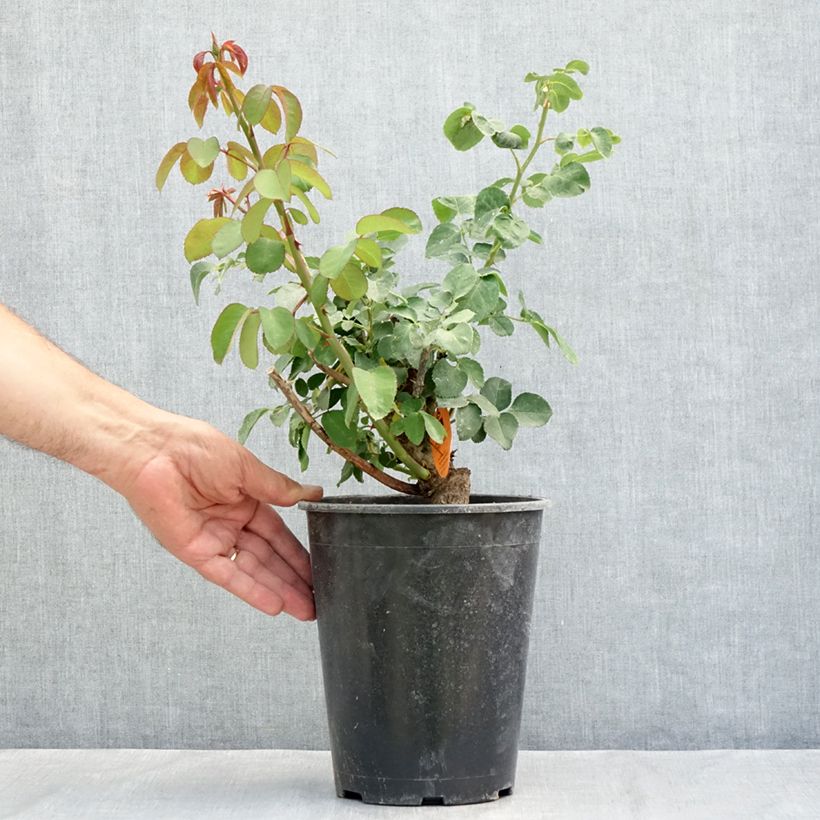 Esemplare di Rosier à grandes fleurs Mademoiselle Meilland Vaso da 4L/5L consegnato in estate