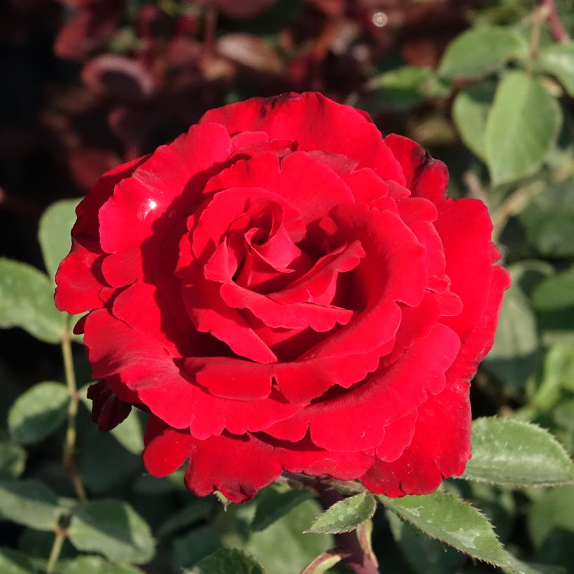 Rosa Marcel Pagnol - Rose ibrida di tea (Fioritura)
