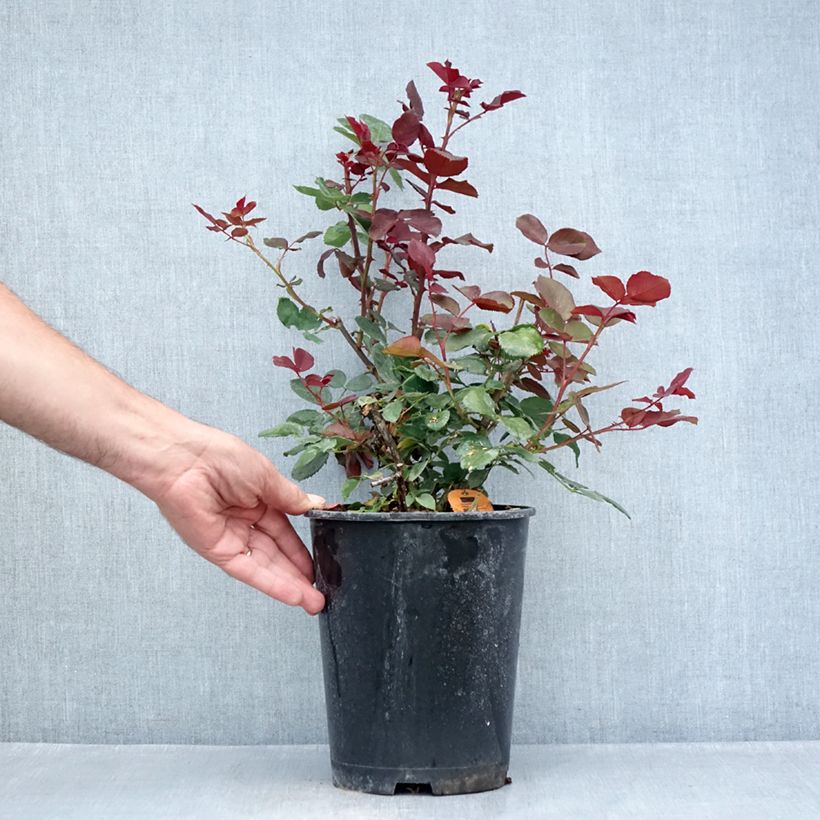 Esemplare di Rosier à grandes fleurs Marcel Pagnol Vaso da 4L/5L consegnato in estate