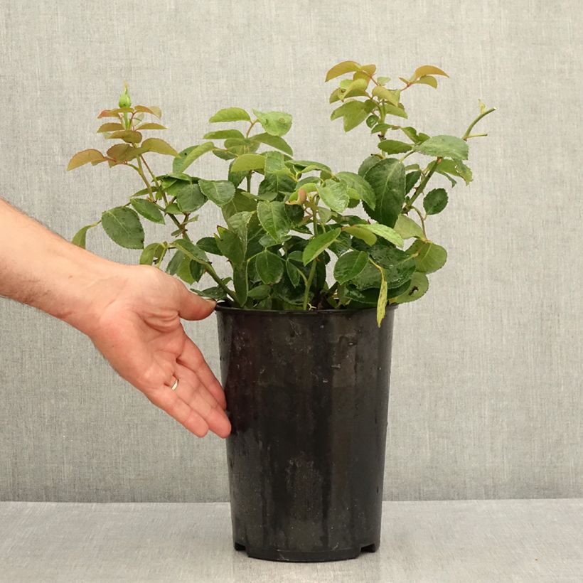 Esemplare di Rosa Memoire - Rose ibrida di tea Vaso da 4L/5L consegnato in estate