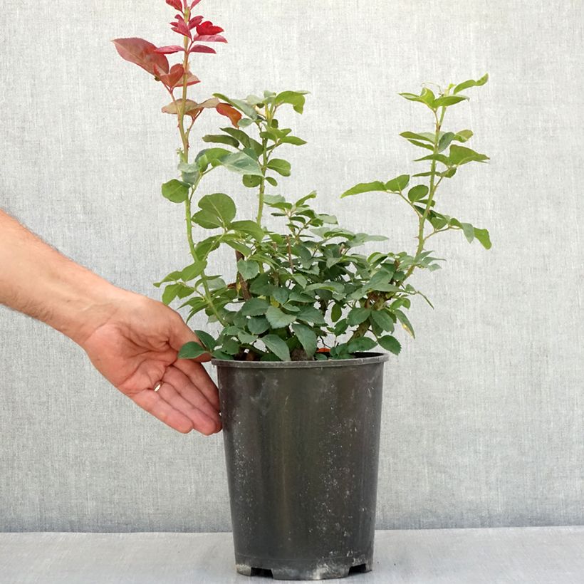Esemplare di Rosier à grandes fleurs Metropolitan Vaso da 4L/5L consegnato in estate