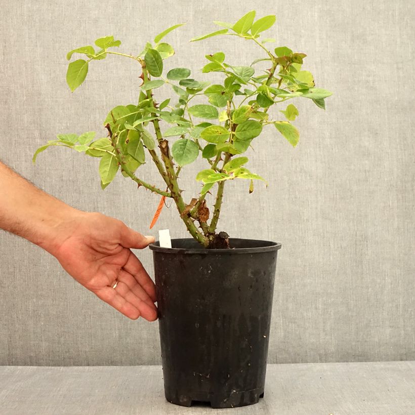 Esemplare di Rosa Michelangelo - Rose ibrida di tea Vaso da 4L/5L consegnato in estate