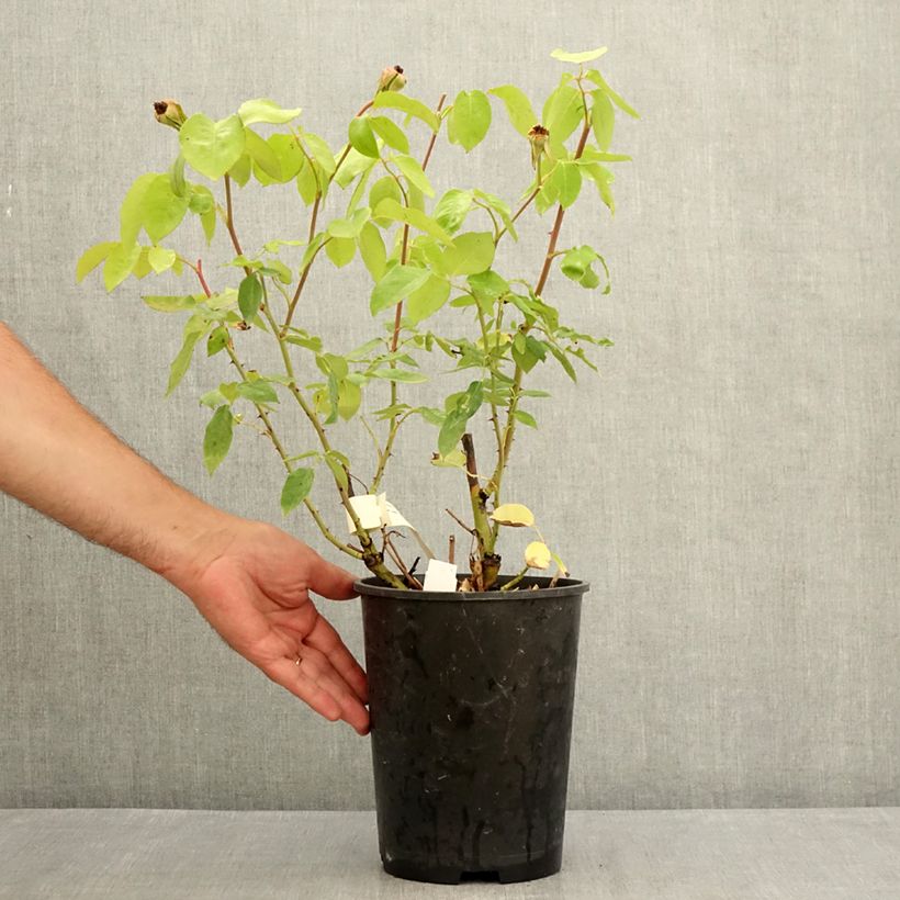 Esemplare di Rosa Michele Meilland - Rose ibrida di tea Vaso da 4L/5L consegnato in estate