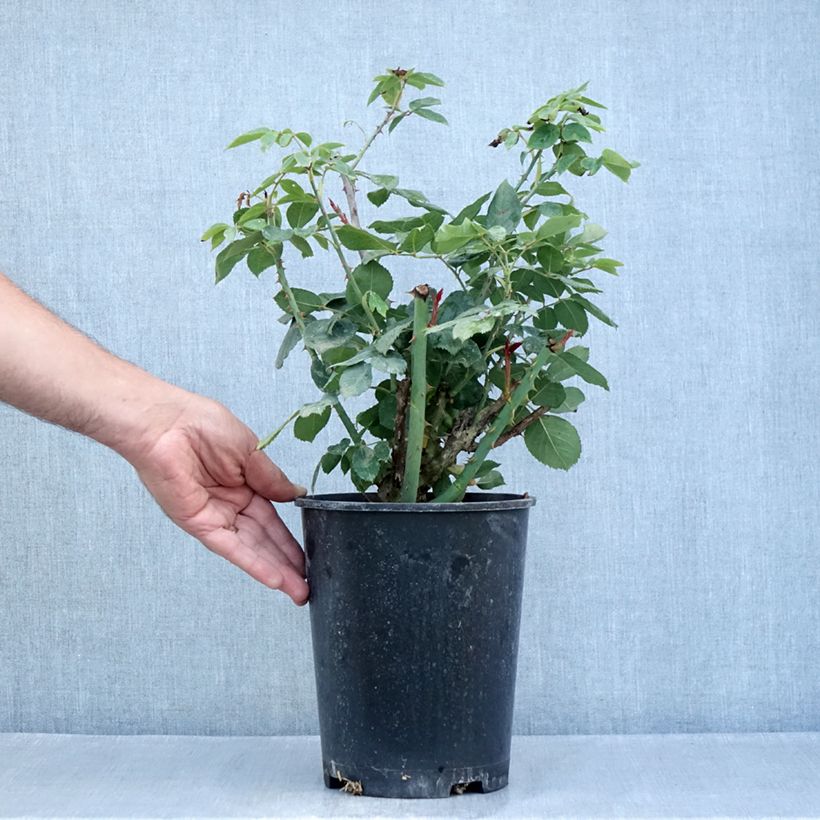 Esemplare di Rosier à grandes fleurs Mister Lincoln Vaso da 4L/5L consegnato in estate