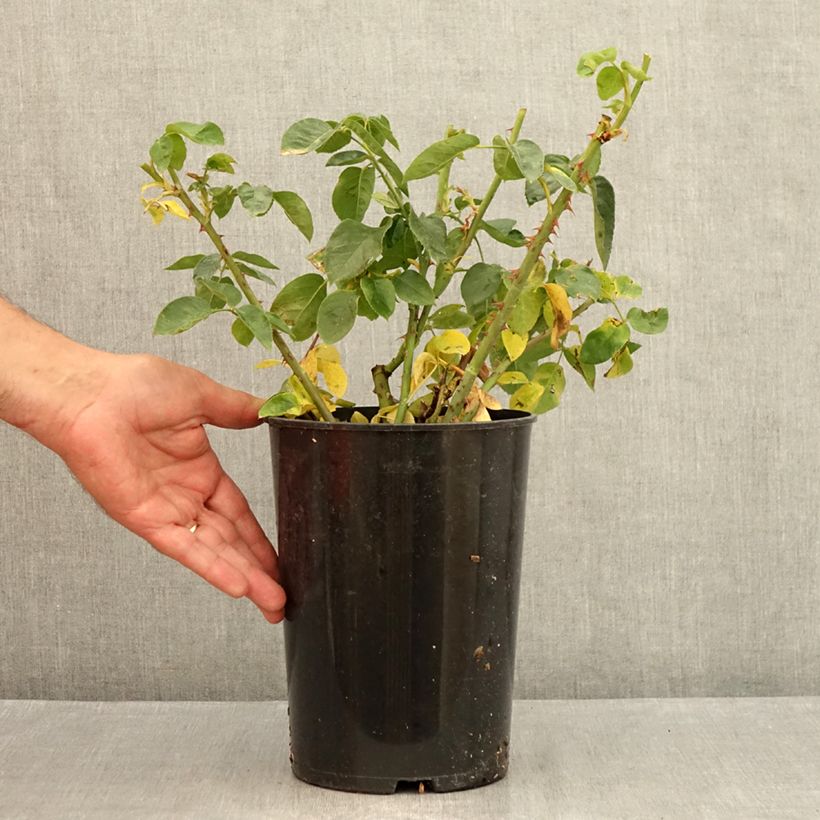 Esemplare di Rosa Mme A. Meilland - Rose ibrida di tea Vaso da 4L/5L consegnato in estate
