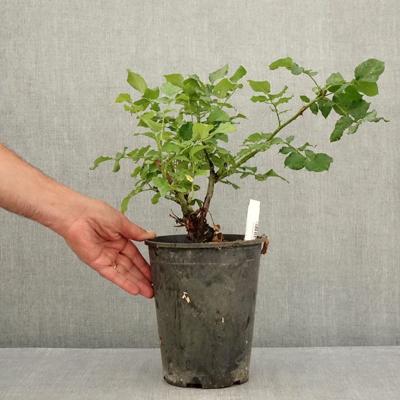 Esemplare di Rosa New Imagine - Rose ibrida di tea Vaso da 4L/5L consegnato in estate