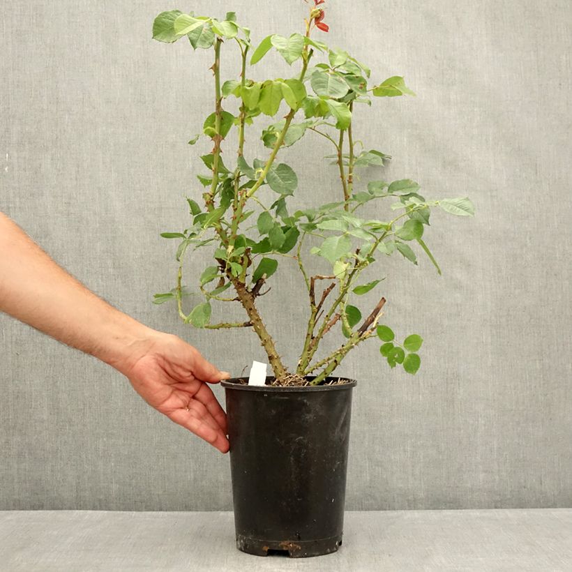 Esemplare di Rosa Niharika Vaso da 4L/5L consegnato in estate