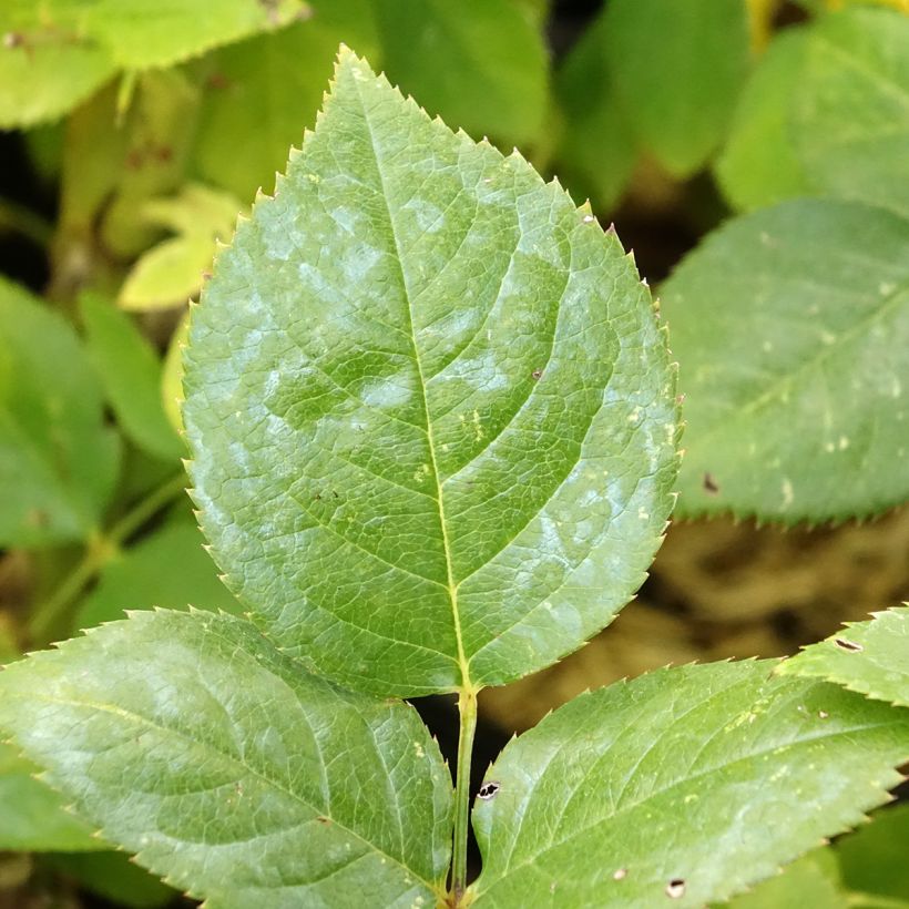 Rosa Noémie de Rothschild (Fogliame)