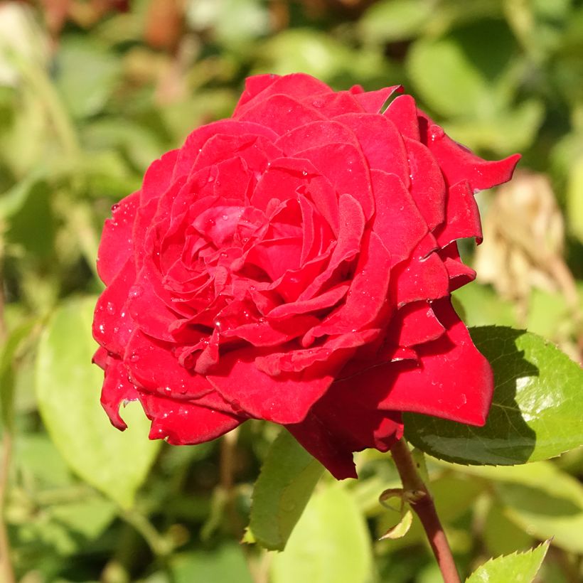 Rosa Noémie de Rothschild (Fioritura)