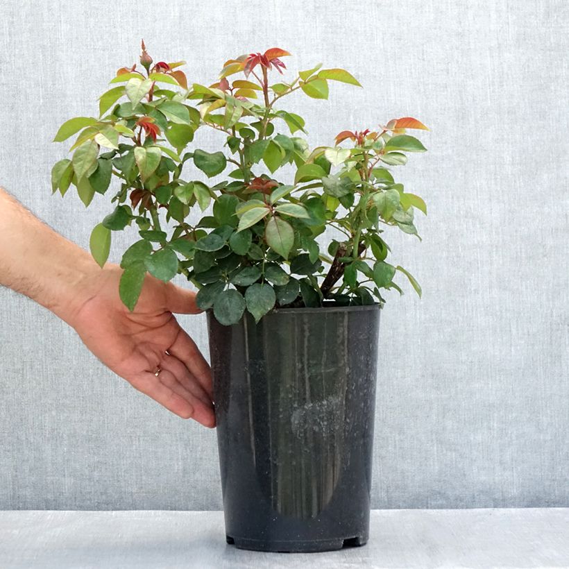 Esemplare di Rosa Nostalgie Vaso da 4L/5L consegnato in estate