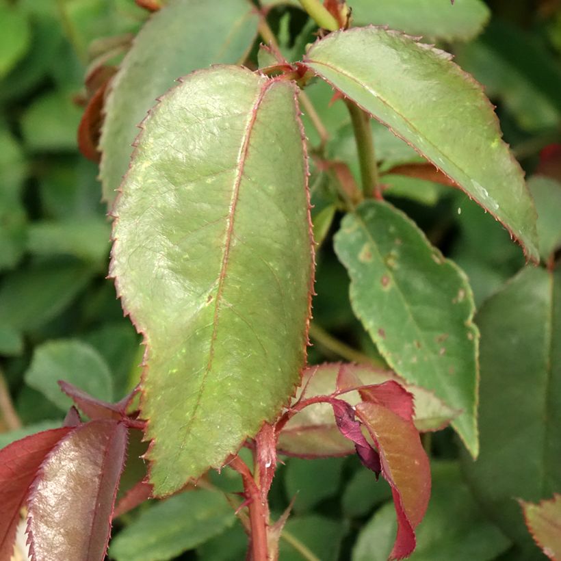Rosa Nuage Parfumé - Rose ibrida di tea (Fogliame)
