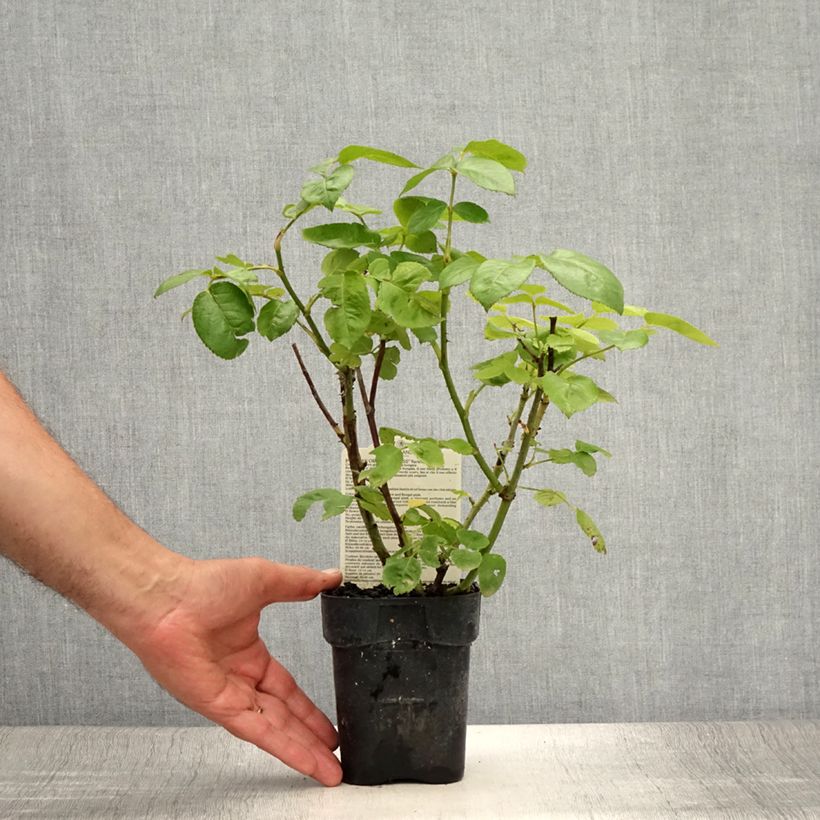 Esemplare di Rosa Oriental Peace - Rose ibrida di tea Vaso da Ø 10 cm/11 cm consegnato in estate