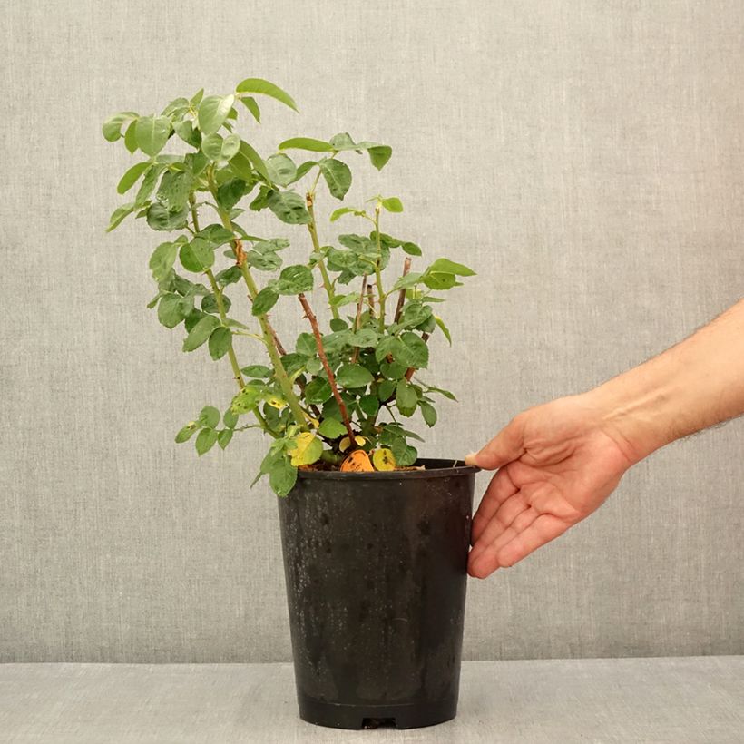 Esemplare di Rosa Oriental Peace - Rose ibrida di tea Vaso da 4L/5L consegnato in estate