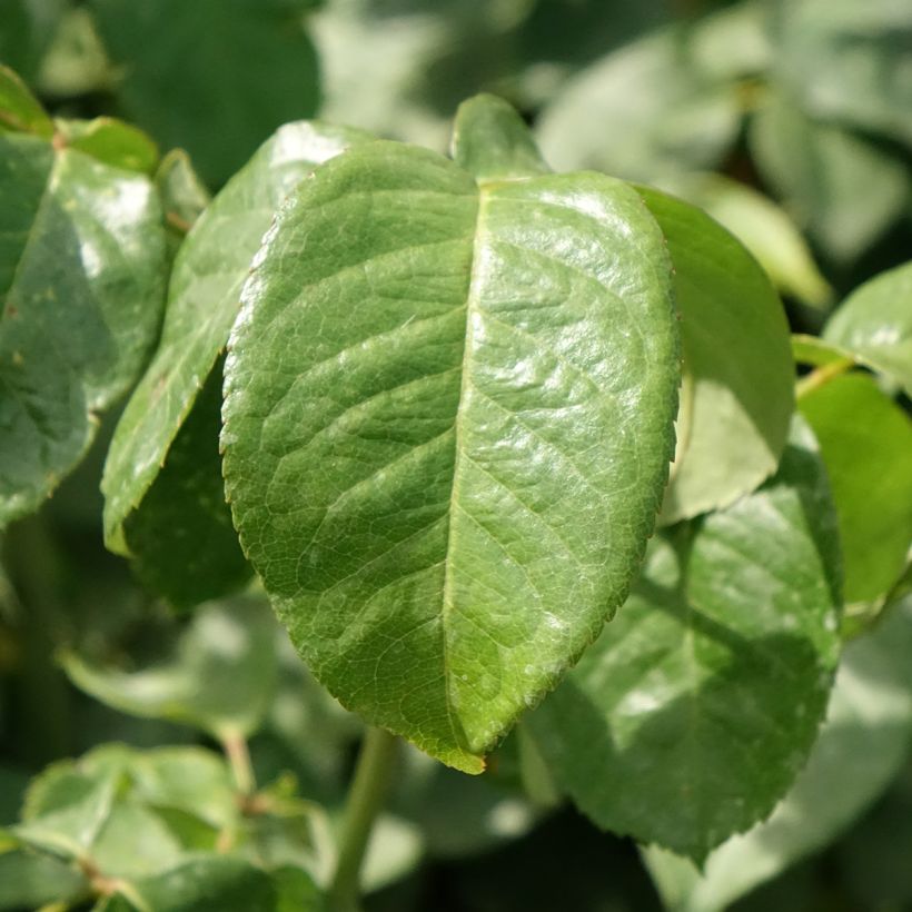 Rosa Oriental Peace - Rose ibrida di tea (Fogliame)
