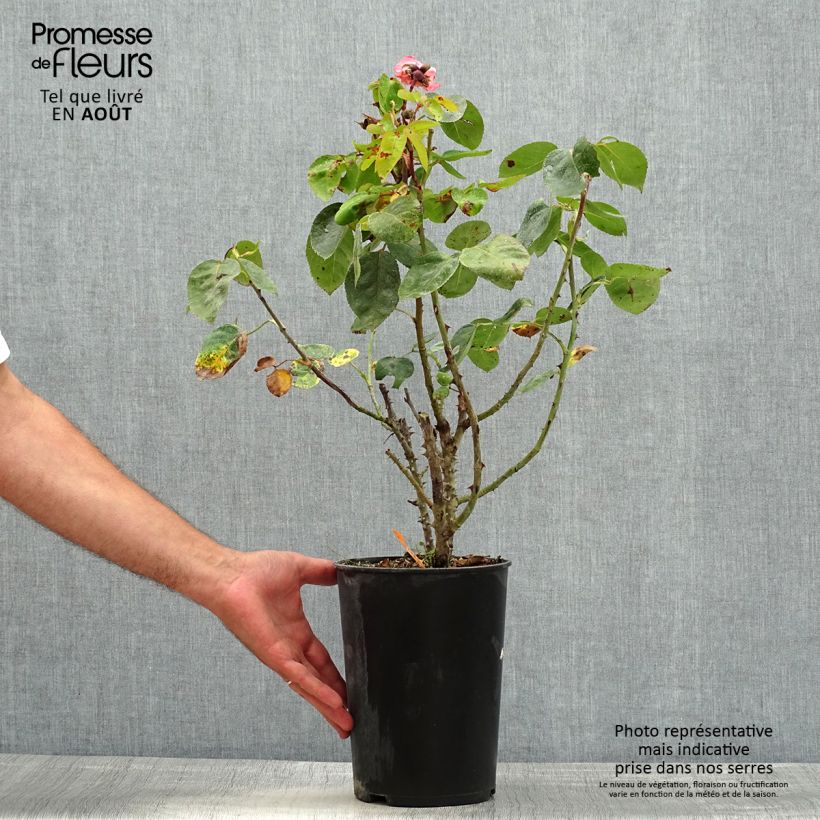 Esemplare di Rosa Panthere Rose - Rose ibrida di tea Vaso da 4L/5L consegnato in estate