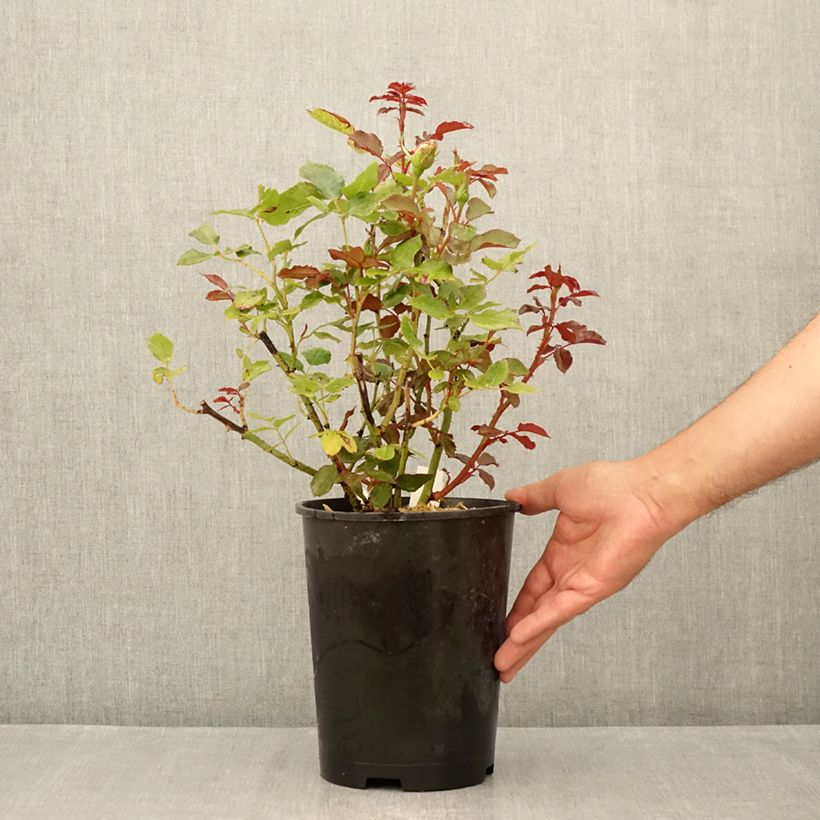 Esemplare di Rosa Parfum de Grasse - Rose ibrida di tea Vaso da 4L/5L consegnato in estate