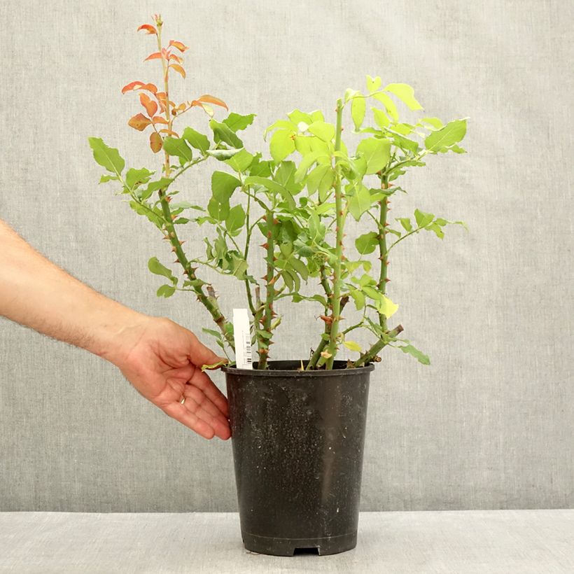 Esemplare di Rosa Parfum de Liberté - Rose ibrida di tea Vaso da 4L/5L consegnato in estate