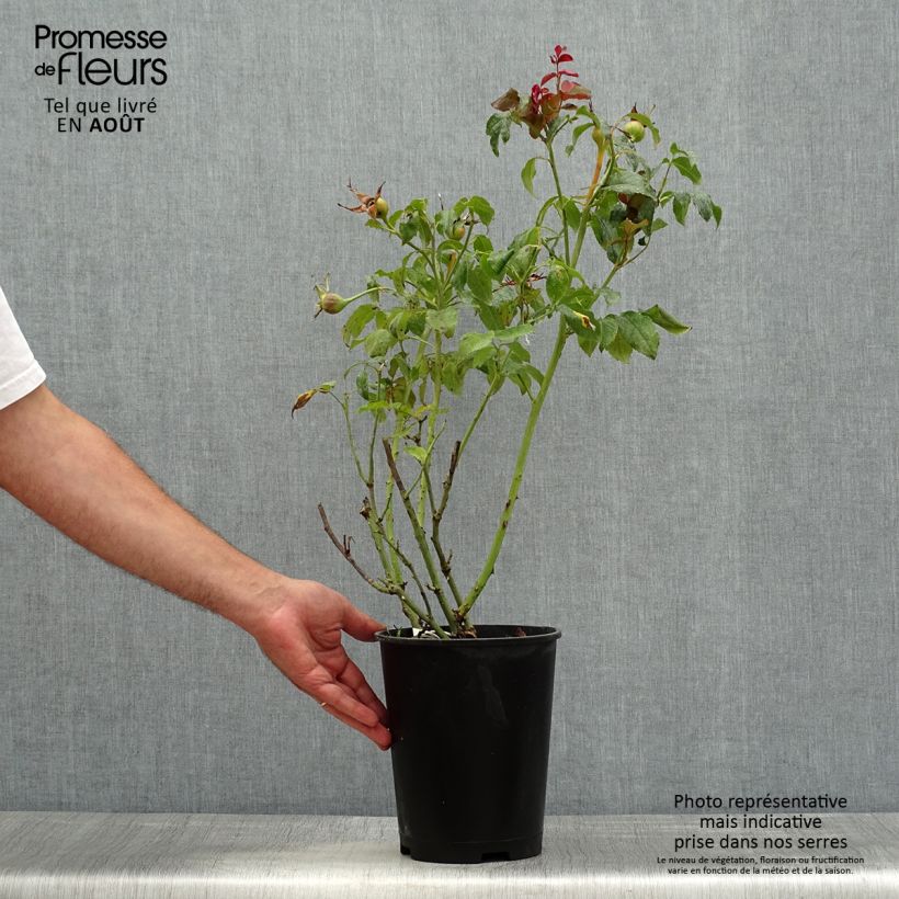 Esemplare di Rosa Parfum de Nantes Vaso da 4L/5L consegnato in estate