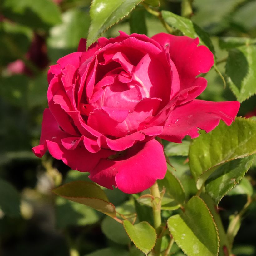 Rosa Perfume Factory (Fioritura)