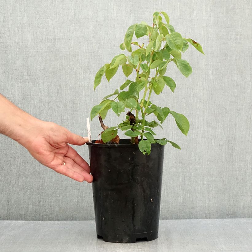 Esemplare di Rosa Perugino Vaso da 4L/5L consegnato in estate