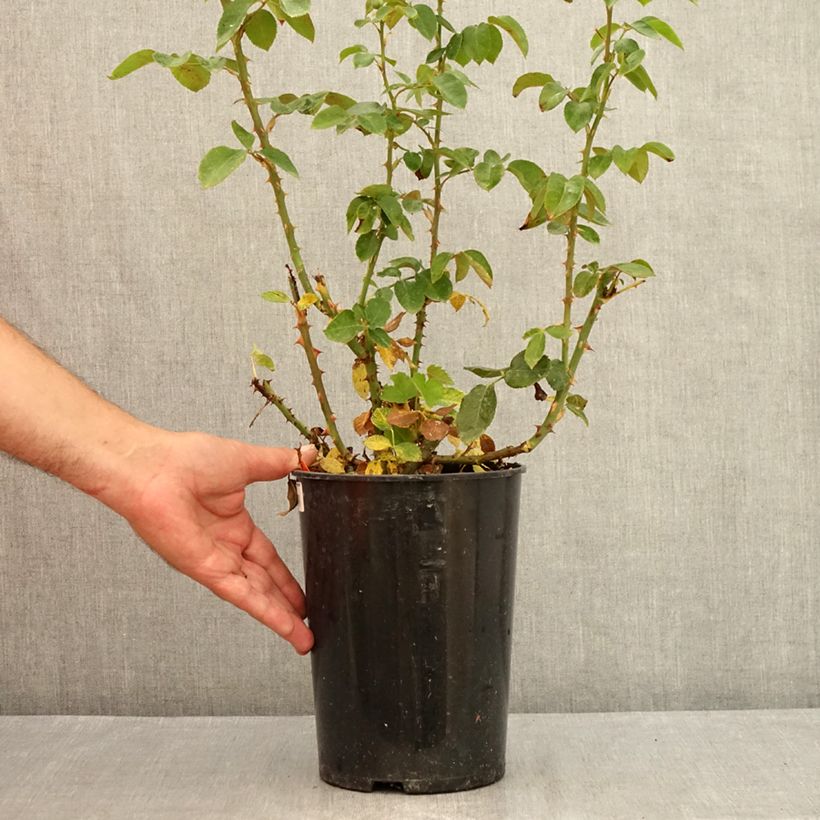 Esemplare di Rosa Pierre Arditi Vaso da 4L/5L consegnato in estate