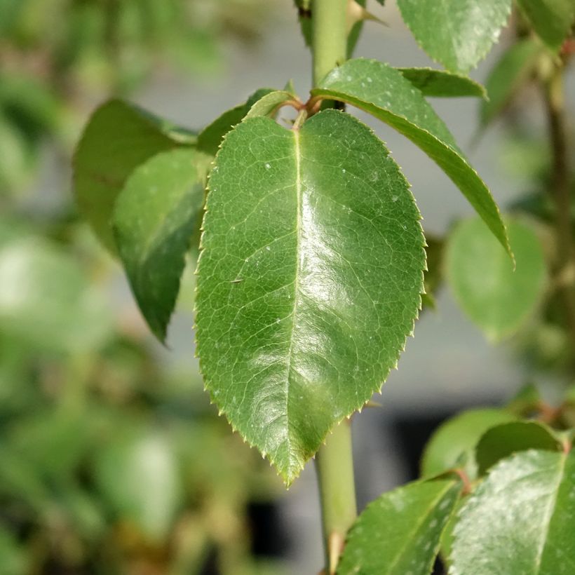 Rosa Pierre Arditi (Fogliame)