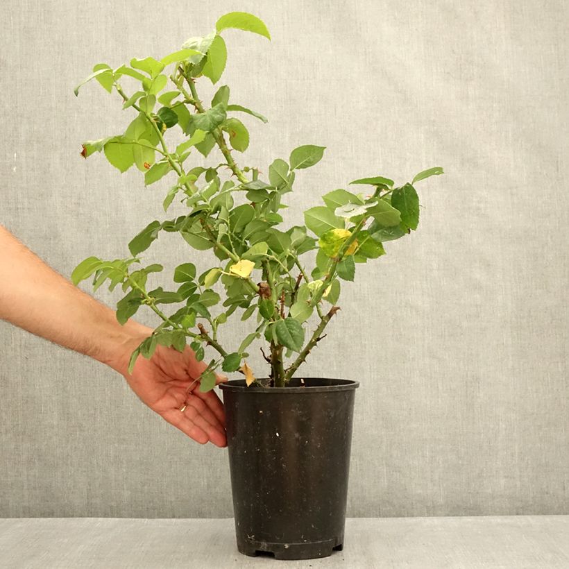 Esemplare di Rosa Pierre de Luxembourg Vaso da 4L/5L consegnato in estate