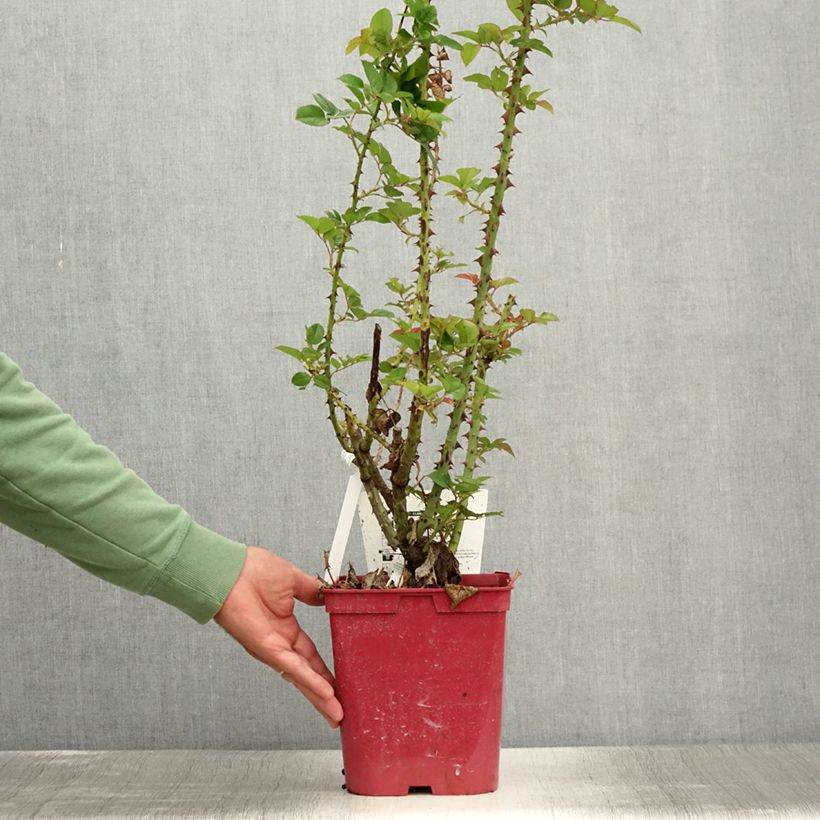 Esemplare di Rosa Pink Paradise - Rose ibrida di tea Vaso da 3L/4L consegnato in estate