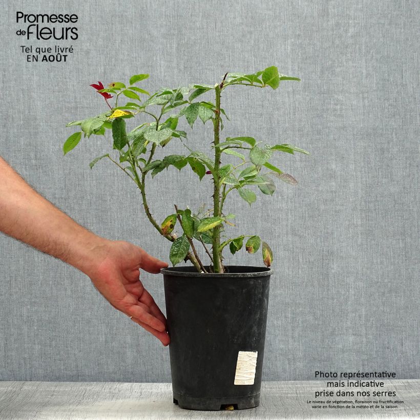 Esemplare di Rosa Poseidon - Rose ibrida di tea Vaso da 4L/5L consegnato in estate