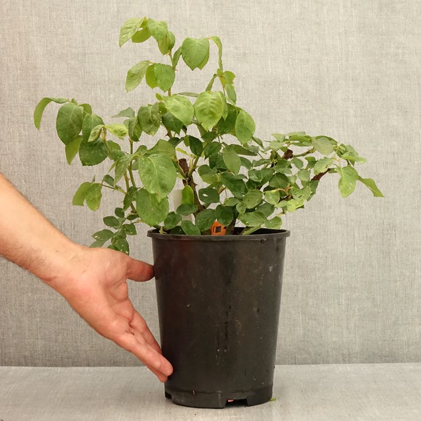 Esemplare di Rosa Prince Jardinier - Rose ibrida di tea Vaso da 4L/5L consegnato in estate