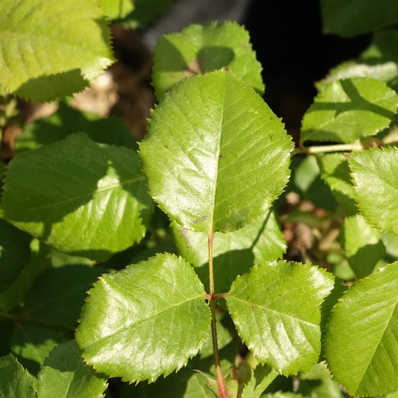 Rosa Princesse Alexandra Renaissance - Rose ibrida di tea (Fogliame)