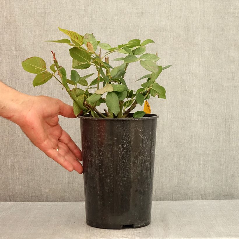 Esemplare di Rosa Queen Elisabeth Vaso da 4L/5L consegnato in estate