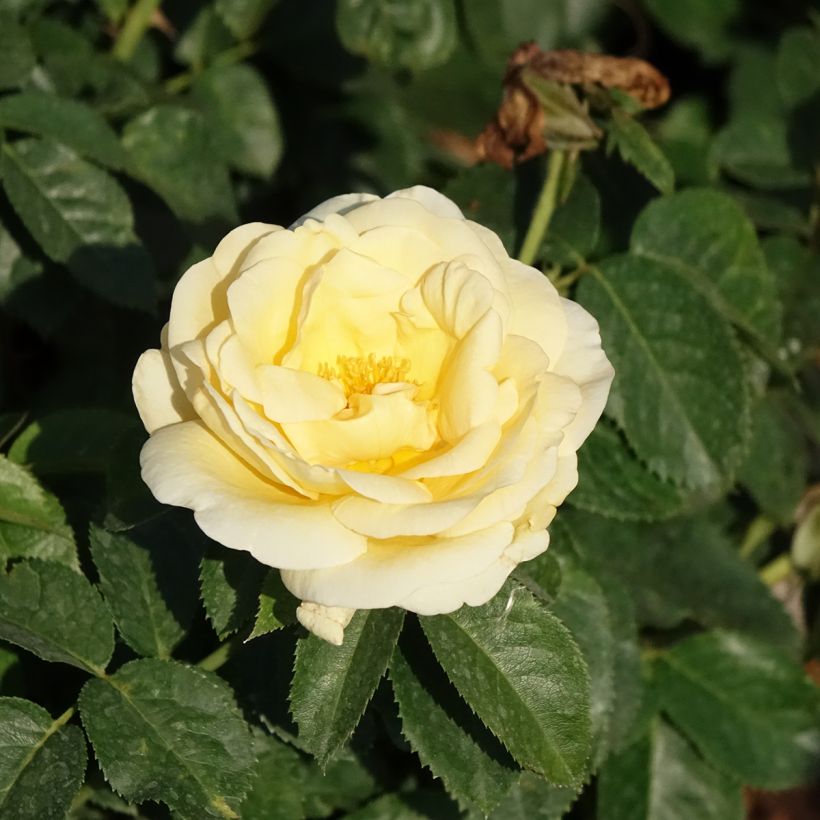 Rosa Raffaello - Rose ibrida di tea (Fioritura)
