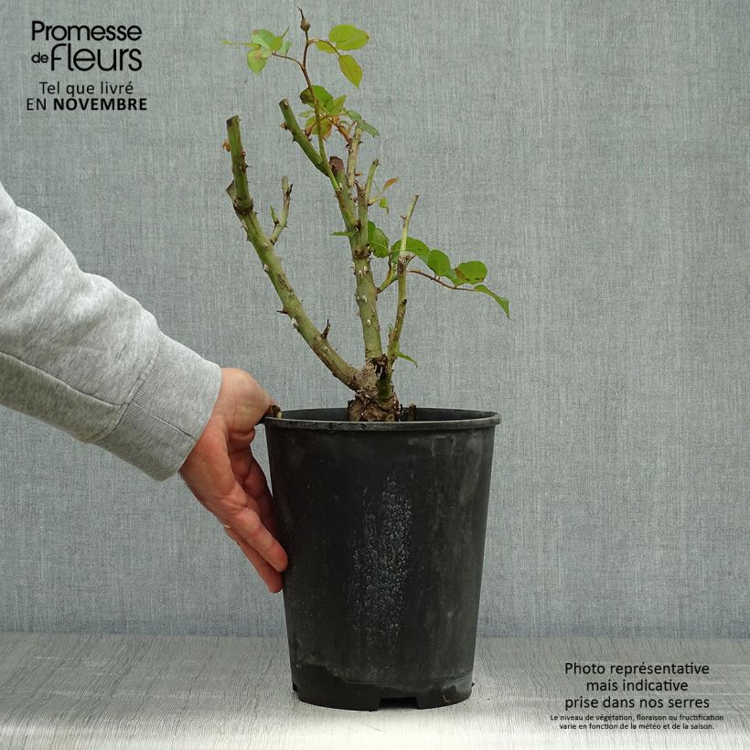 Esemplare di Rosa Remember Vaso da 4L/5L come consegnato in autunno