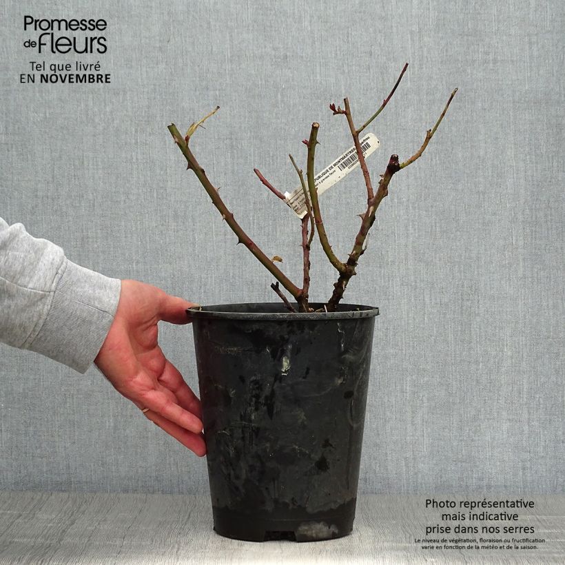 Esemplare di Rosa République de Montmartre - Rose ibrida di tea Vaso da 4L/5L come consegnato in autunno