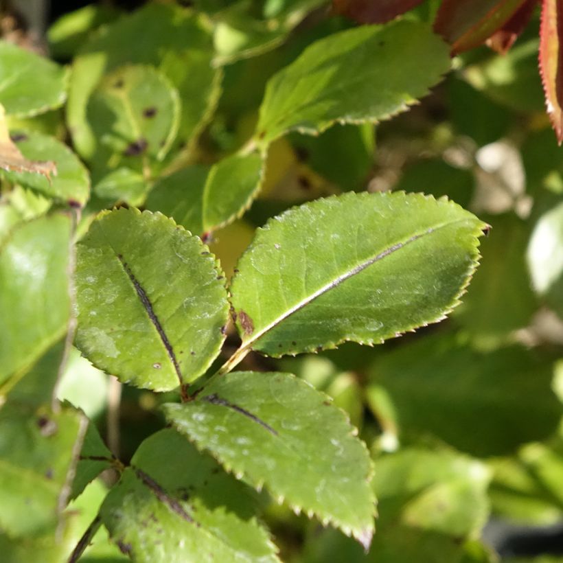 Rosa Roi de Coeur - Rose ibrida di tea (Fogliame)