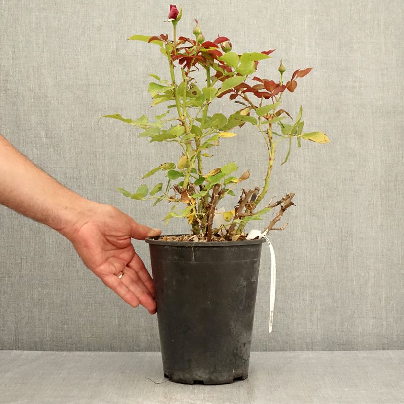 Esemplare di Rosa Roi de Coeur - Rose ibrida di tea Vaso da 4L/5L consegnato in estate