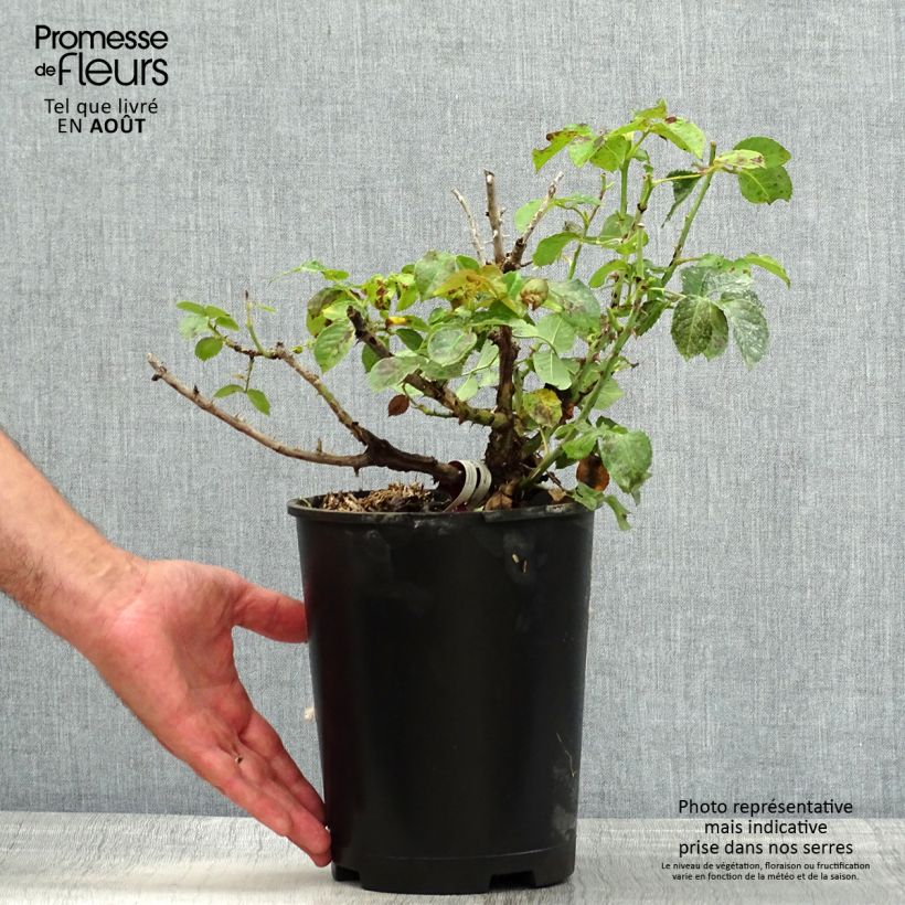 Esemplare di Rosa Rose Alleyson Vaso da 4L/5L consegnato in estate