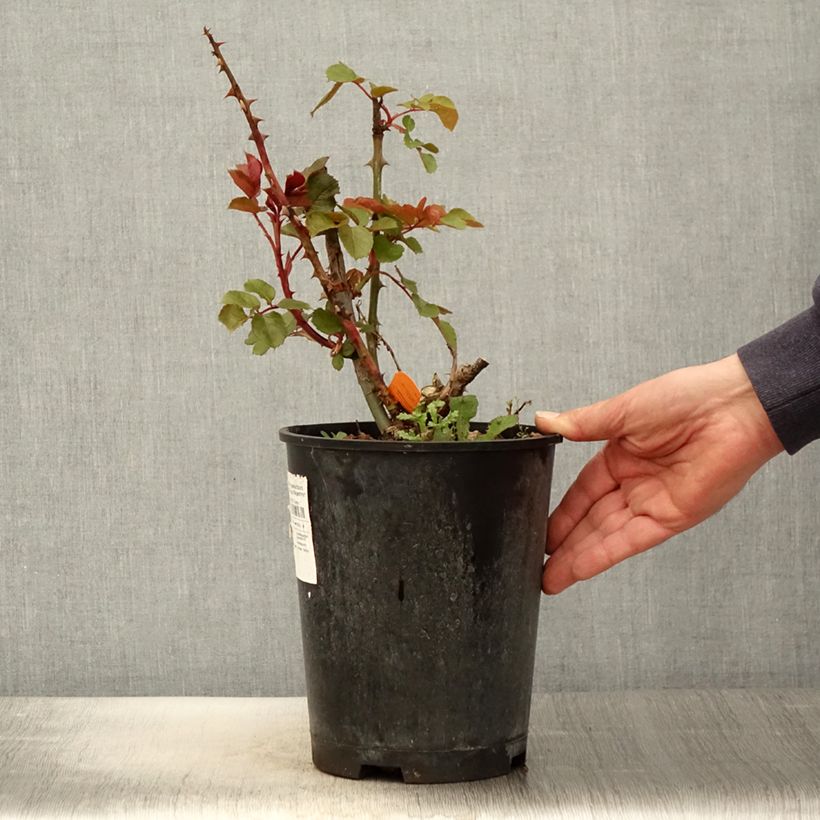 Rosa Ruban Rouge Vaso da 4L/5L esemplare consegnato in primavera