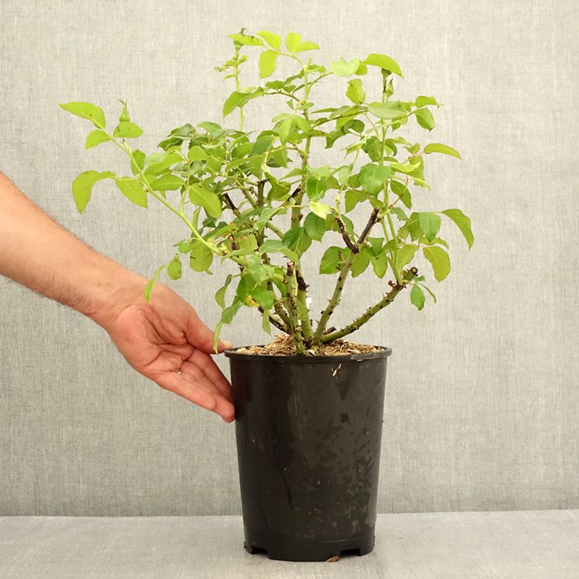 Esemplare di Rosa Sandrine Quétier - Rose ibrida di tea Vaso da 4L/5L consegnato in estate